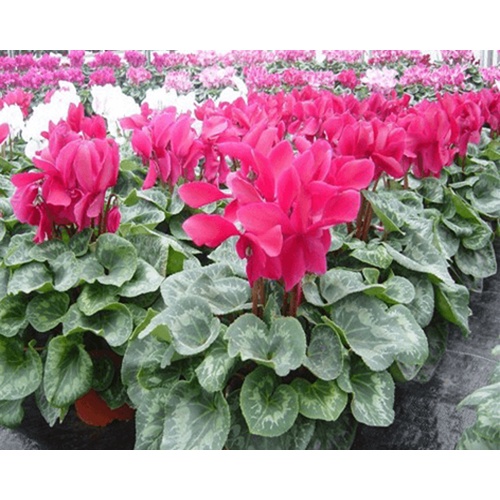 Cần tưới/ phun cho bình DUDACO 1-2 lít
