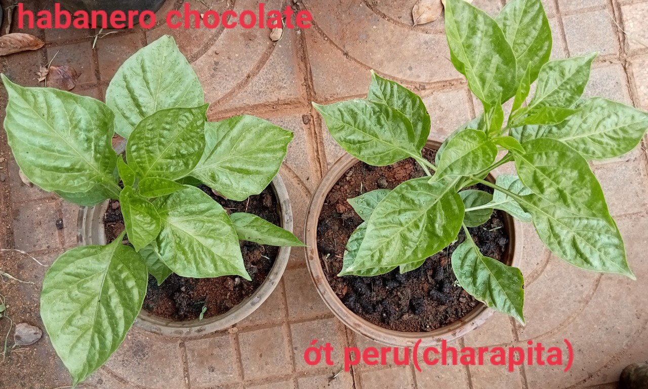 Hạt giống ớt habanero (đỏ, vàng, chocolate)
