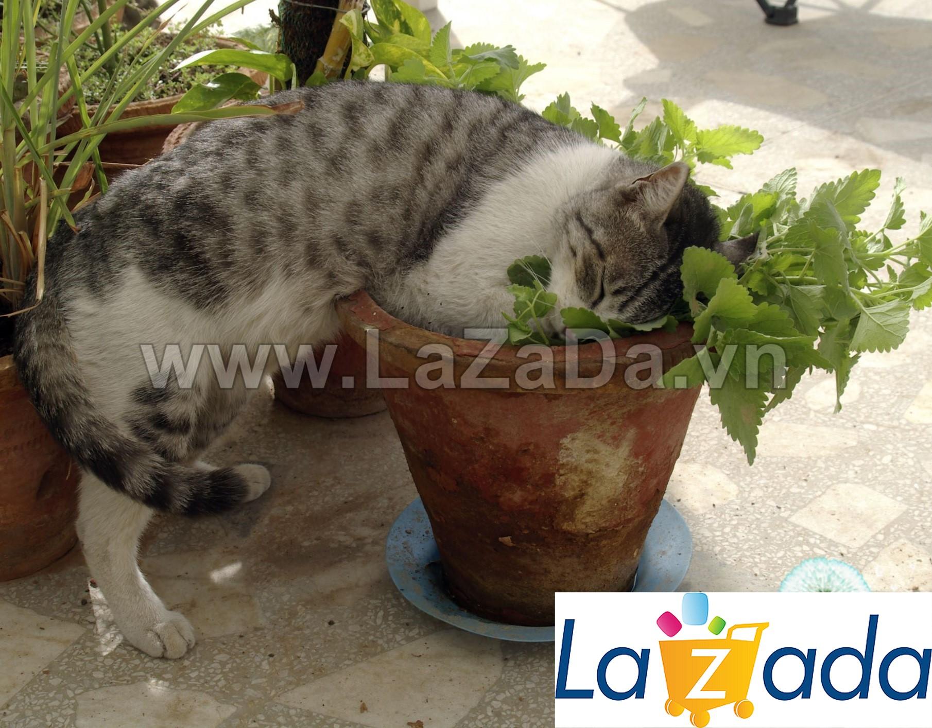 [HCM]500.HẠT Hạt Giống Catnip / Cỏ Mèo (| C26*X33)