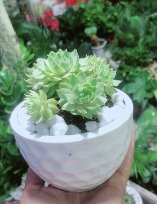 [HCM]Sen Phật Bà Xanh Kèm Chậu Sứ