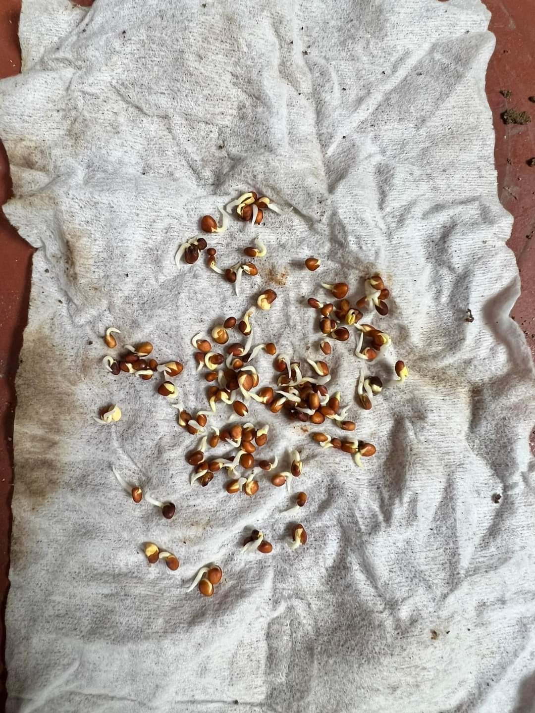Hạt giống rau mầm củ cải trắng 1Kg (Hạt giống to, rau mầm lớn nhanh, ăn ngon)