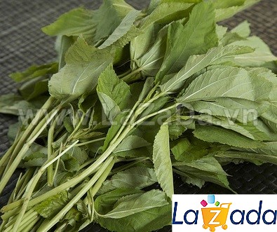 20Gr Hạt Giống Rau Đay Xanh (A3.303| G1*V32*M031)