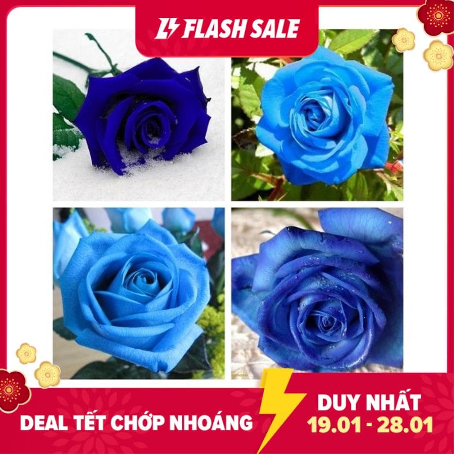 30C Hạt Giống Hoa Hồng Xanh 10H