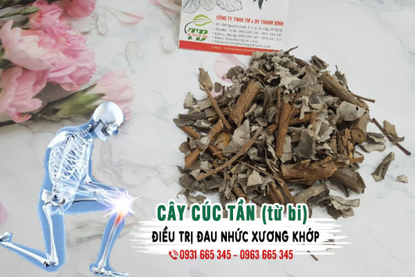 Cây Cúc Tần Khô - Thảo Dược Thanh Bình