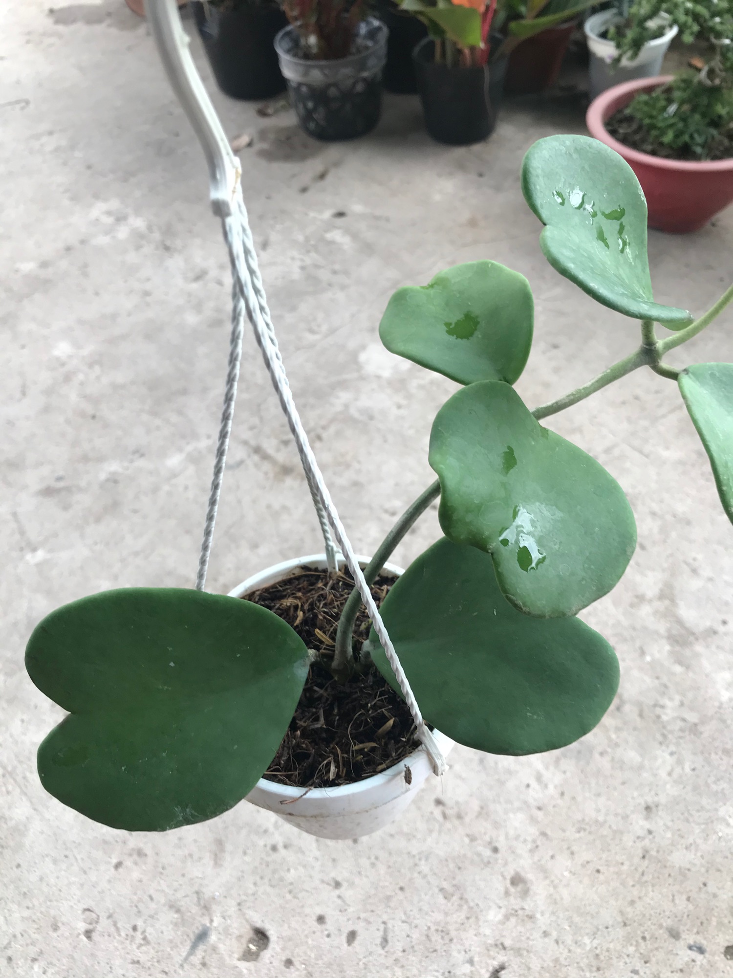 Caykiengsadec lan cẩm cù lá tim+ tặng phân bón