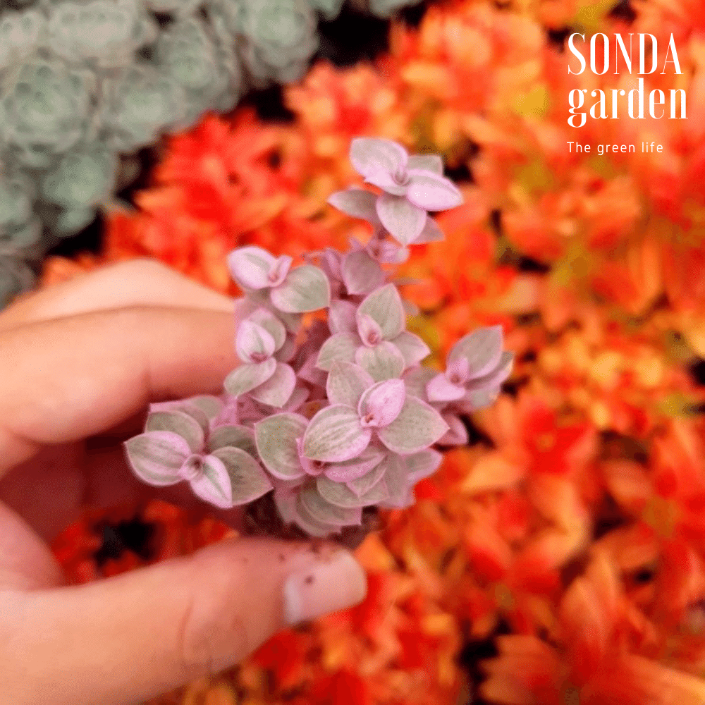 SEN ĐÁ CỎ PINK LADY SIZE MINI SIÊU KHỎE ĐẸP LỖI 1 ĐỔI 1