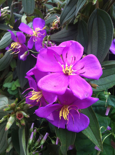 Chậu cây giống hoa Mua Thái (hoa sim Thái) cao 30-40cm đang hoa nhiều nụ - cây cho hoa Tím lịm quanh năm cực dễ trồng