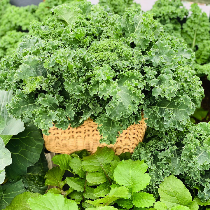 Gói 50 hạt giống cải kale Mỹ Starbor _ hạt giống F1 Mỹ
