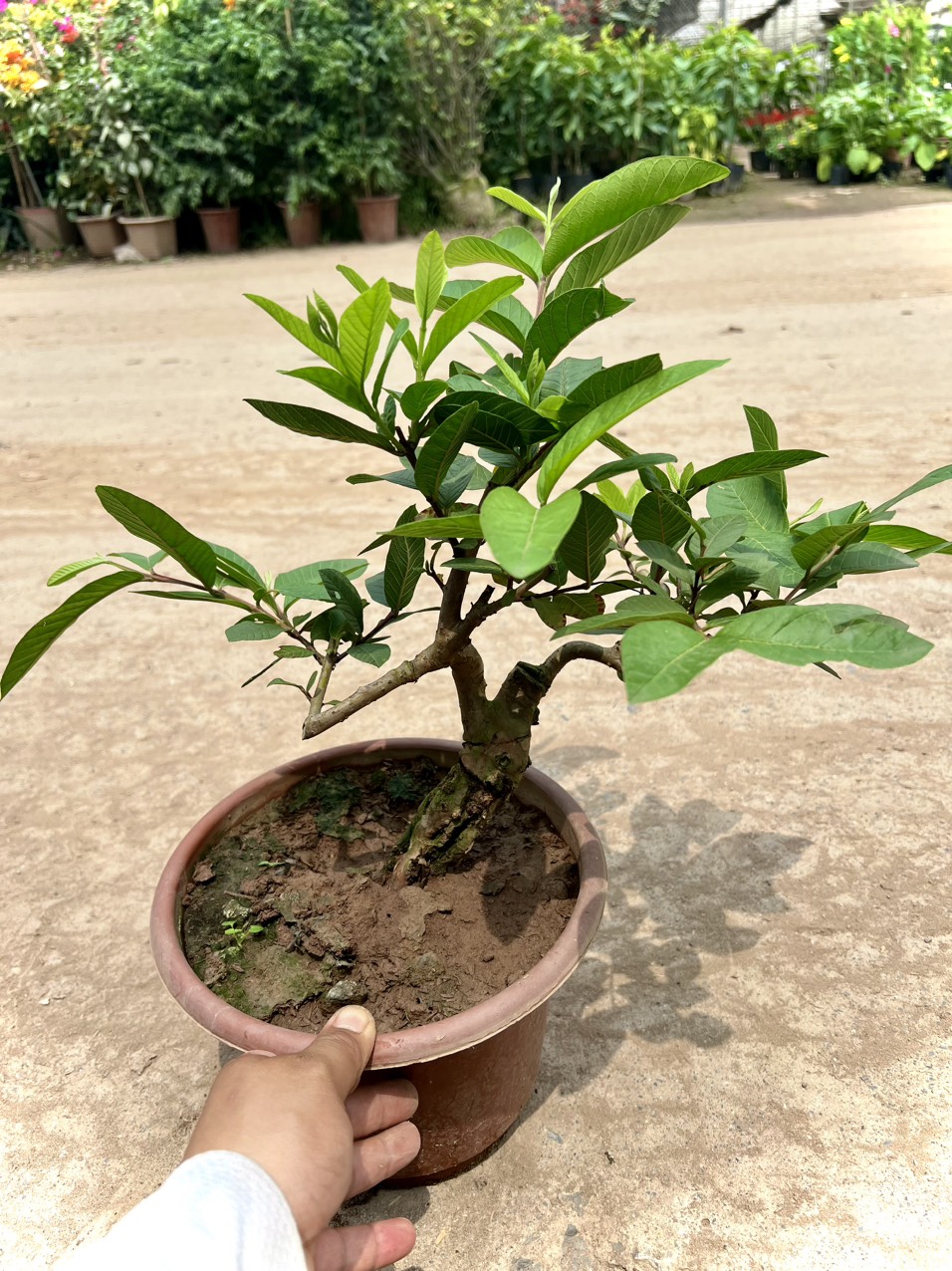 Cây ổi bonsai siêu trái