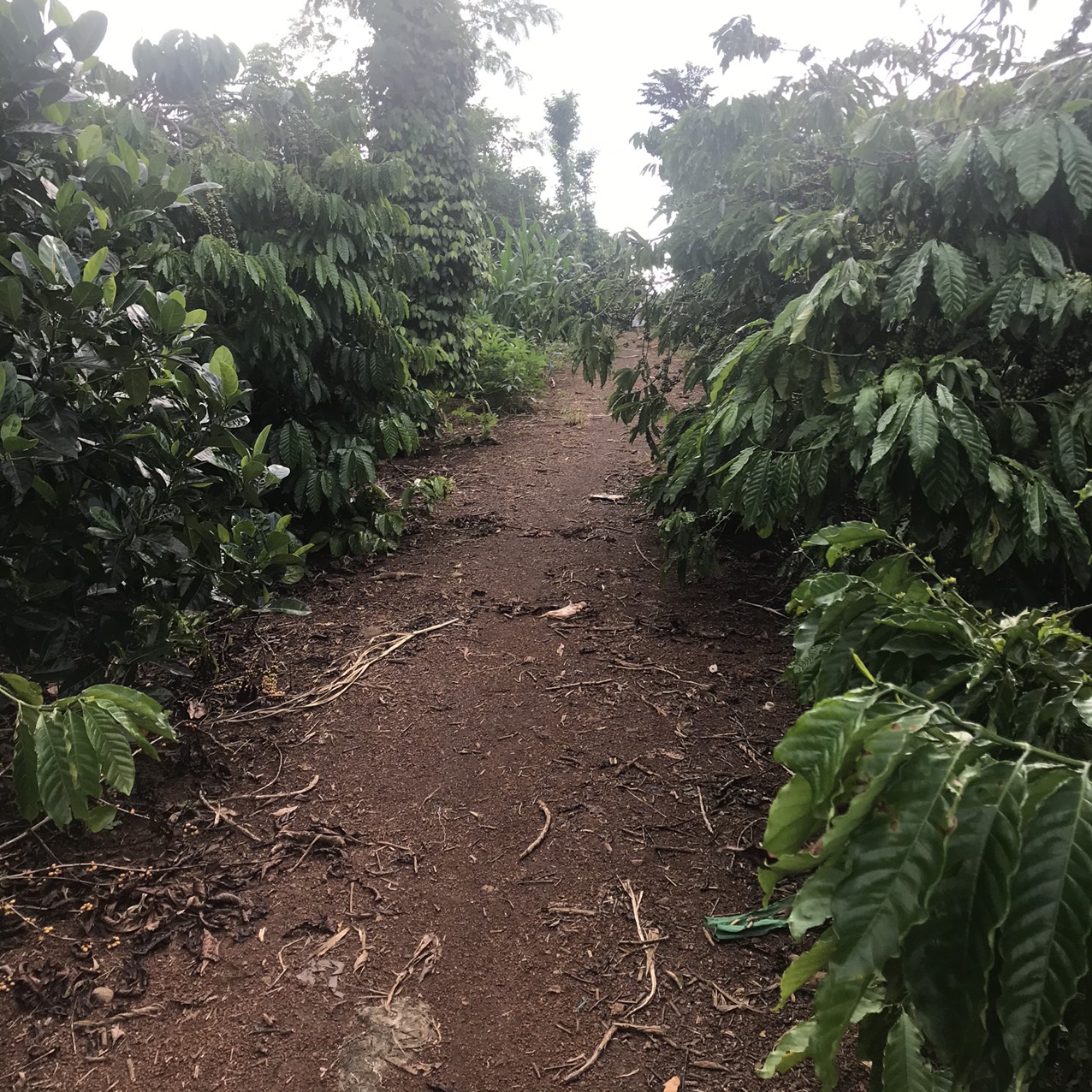 Sỉ 5kg cà phê rang nguyên hạt robusta Buôn ma Thuột