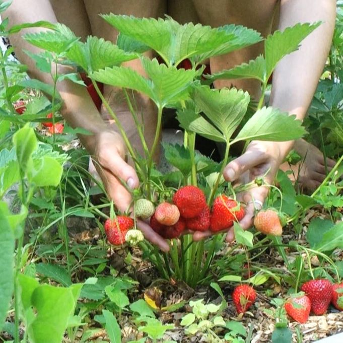 0.05gram Hạt Giống Dâu Tây Đỏ Sai Trái