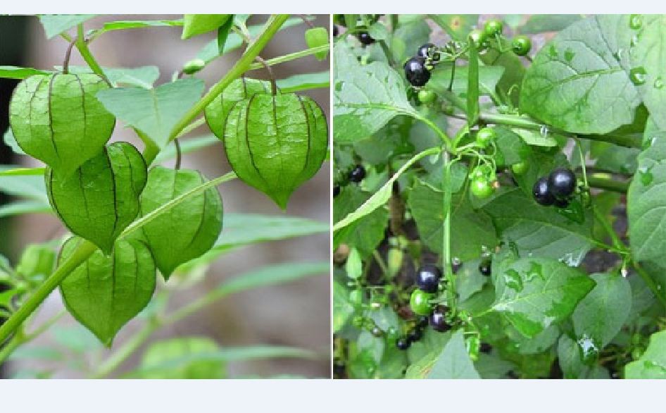 Hạt Giống Cây Tầm Bóp  -  gói 0.2gram