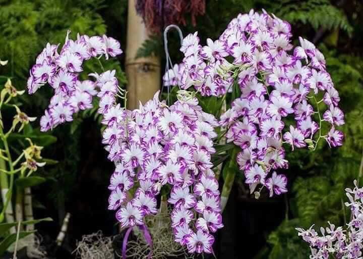 Chớp Enobi ( Chớp sữa ) Chậu F12