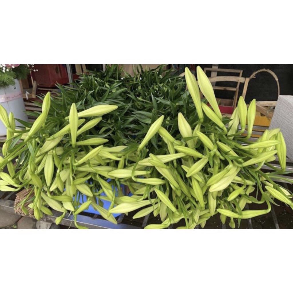 Giống  củ hoa loa kèn trắng (hoa huệ tây)