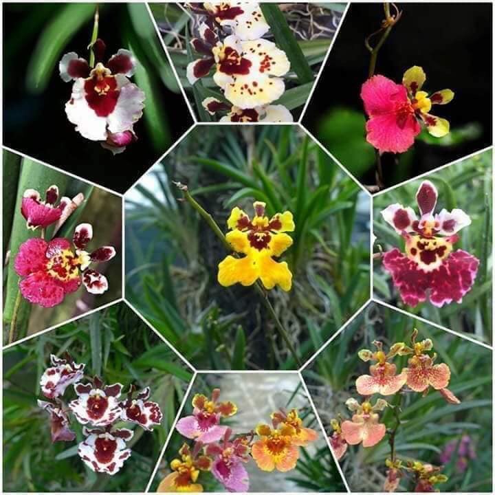 Hoa lan vũ nữ bút chì cây giống