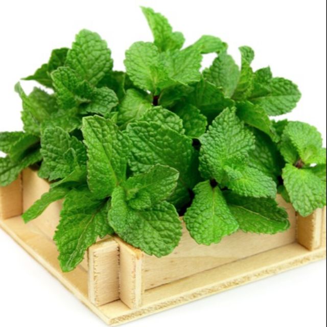 Cây bạc hà âu (mint), cam kết hàng đúng mô tả, chất lượng đảm bảo an toàn đến sức khỏe người sử dụng, đa dạng mẫu mã, màu sắc, kích cỡ + Tặng kèm túi phân trùn quế, phân sạch