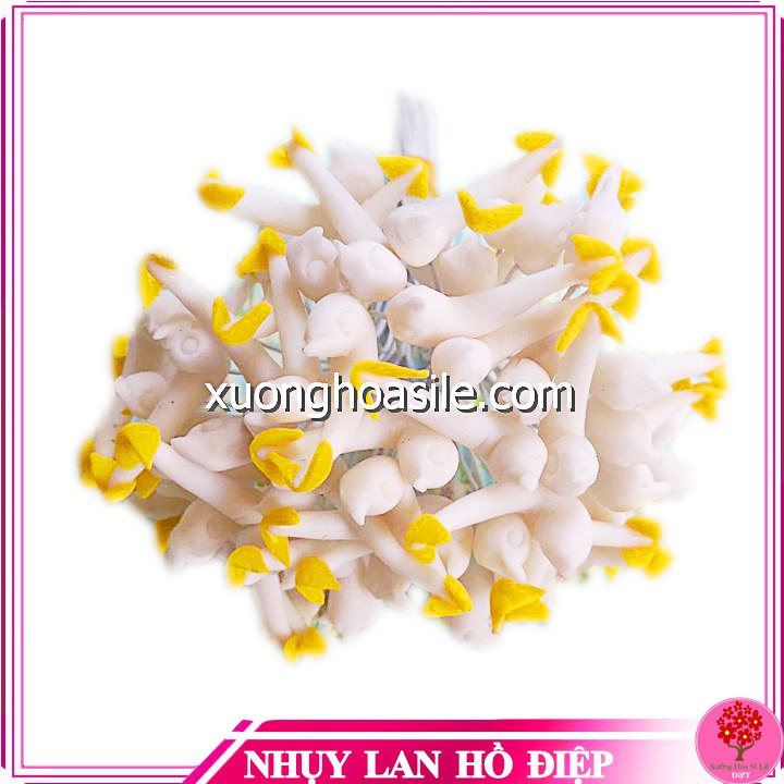 Nhụy lan hồ điệp