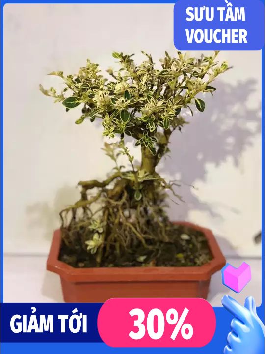 Cây bạch tuyết mai bonsai để bàn