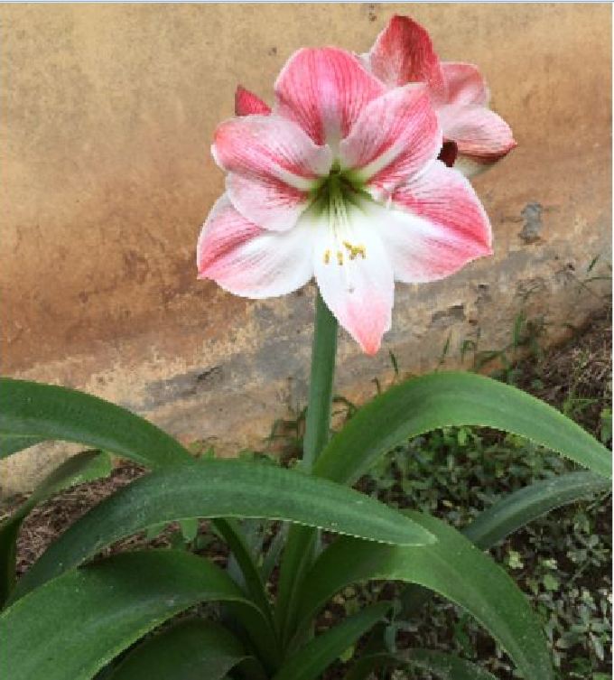 Set of 2 Lily Bulbs (1 Red Velvet Flower Bulb + 1 Peach Rose Bulb)