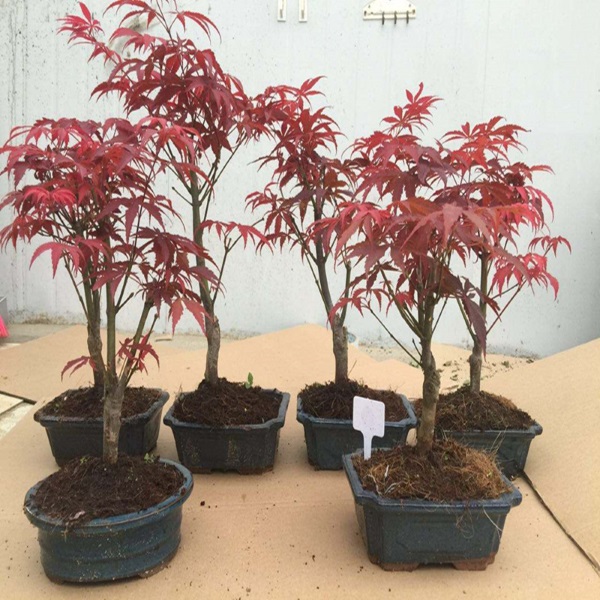 [MUA 10 TẶNG 1] - Set 10 gói Hạt giống phong lá đỏ Bonsai