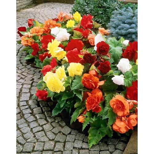 Hạt giống Hoa Thu hải đường kép mix 5 hạt