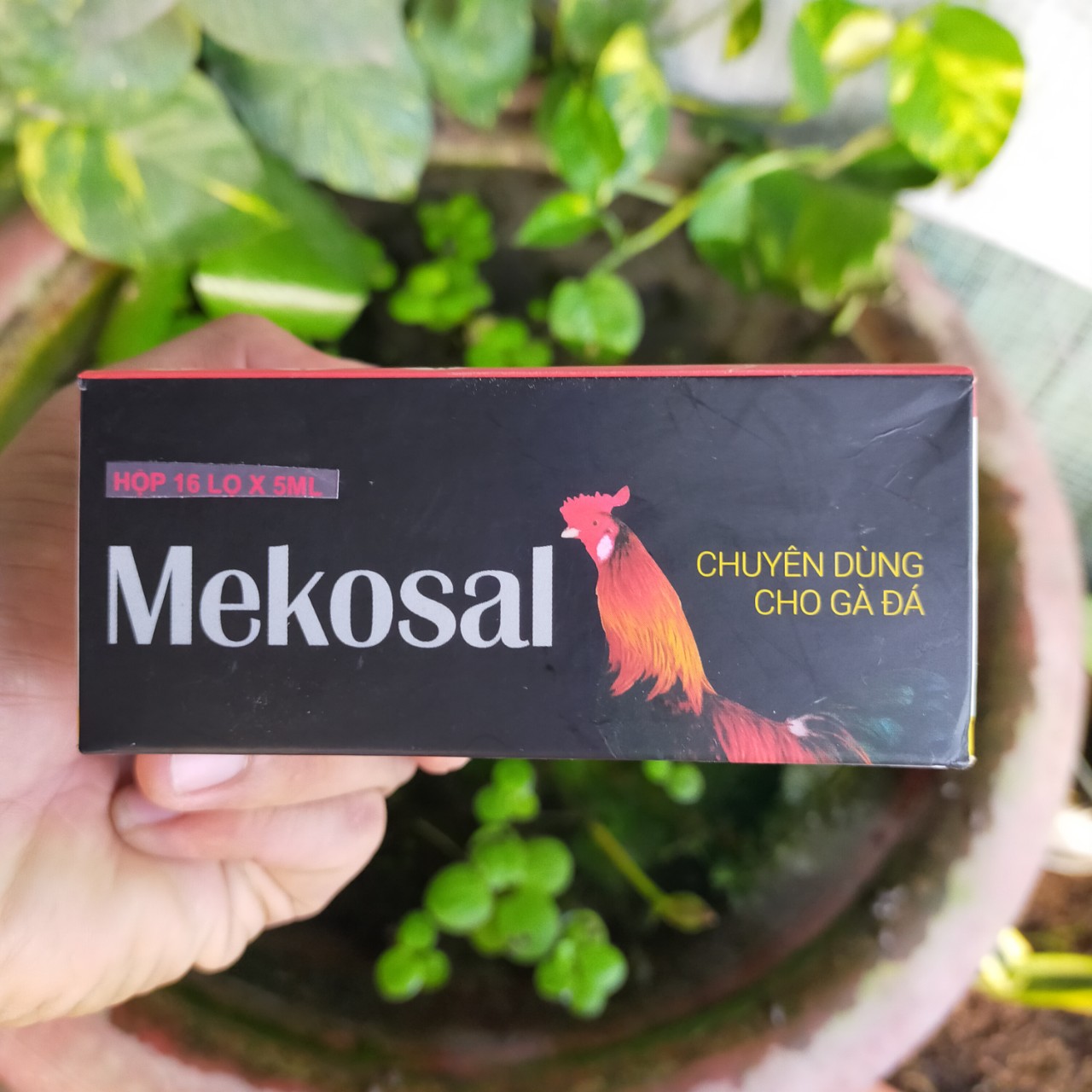 MEKOSAL Thuốc bổ dưỡng thể lực cho gà đá [5 ml]