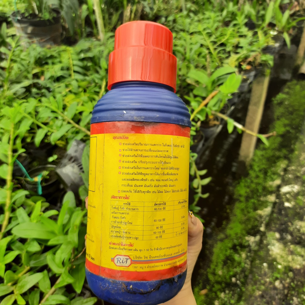 Vitamin B1- Star Thái Lan 1L