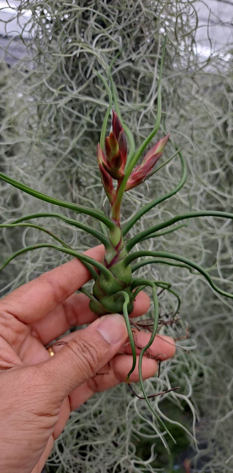 Cây không khí Nhân sâm Balbusa Giant (Size lớn)