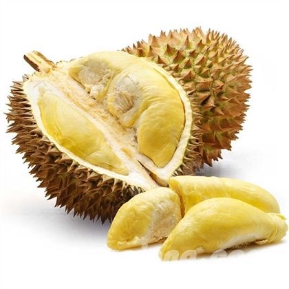 CÂY GIỐNG SẦU RIÊNG R6