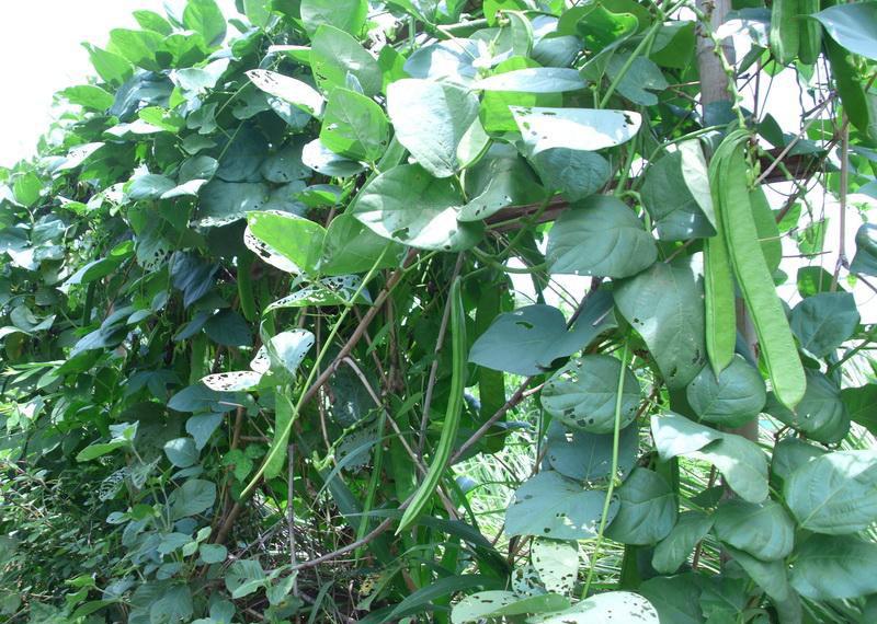 Gói 5 hạt giống đậu ngự