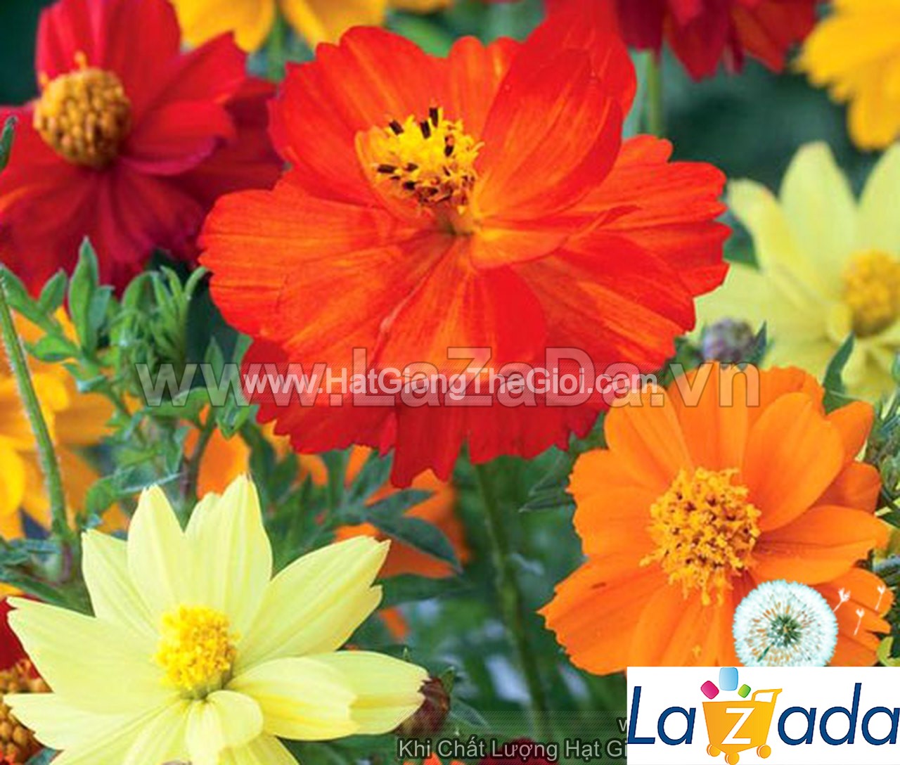 100h Hạt Giống Hoa Cúc Sao Nháy Kép Mix 60cm (C1.101| -KD: B11*V32*M210)