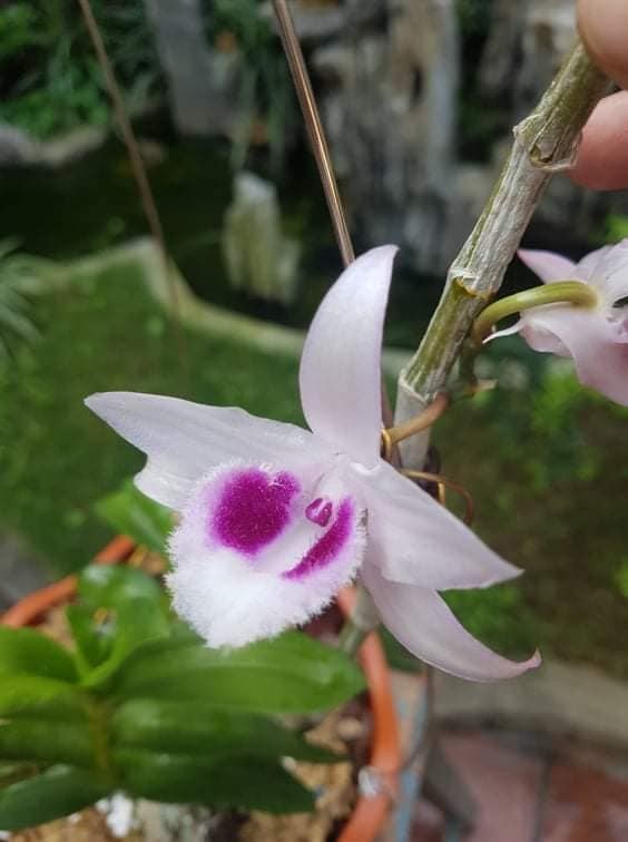lan phi điệp 5 cánh trắng Phú Thọ cây giống 7 -10cm