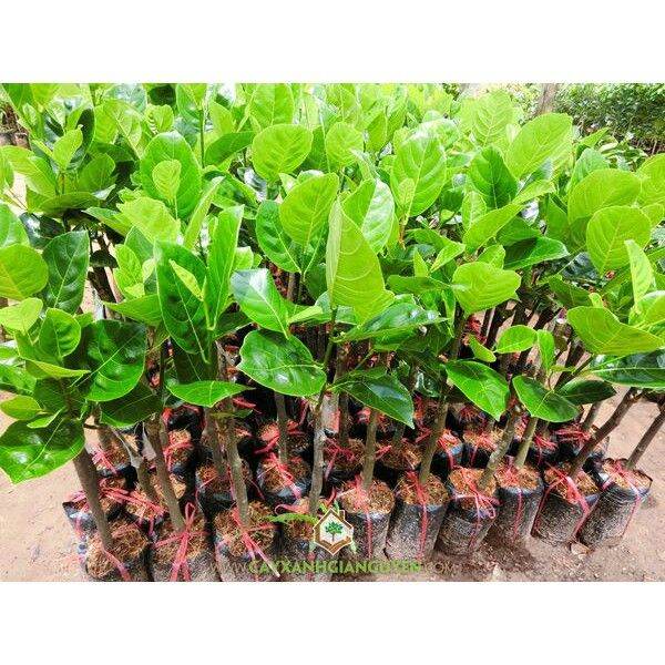 Cây mít thái ra quả siêu sớm sau 12 tháng (cây giống đối chứng )