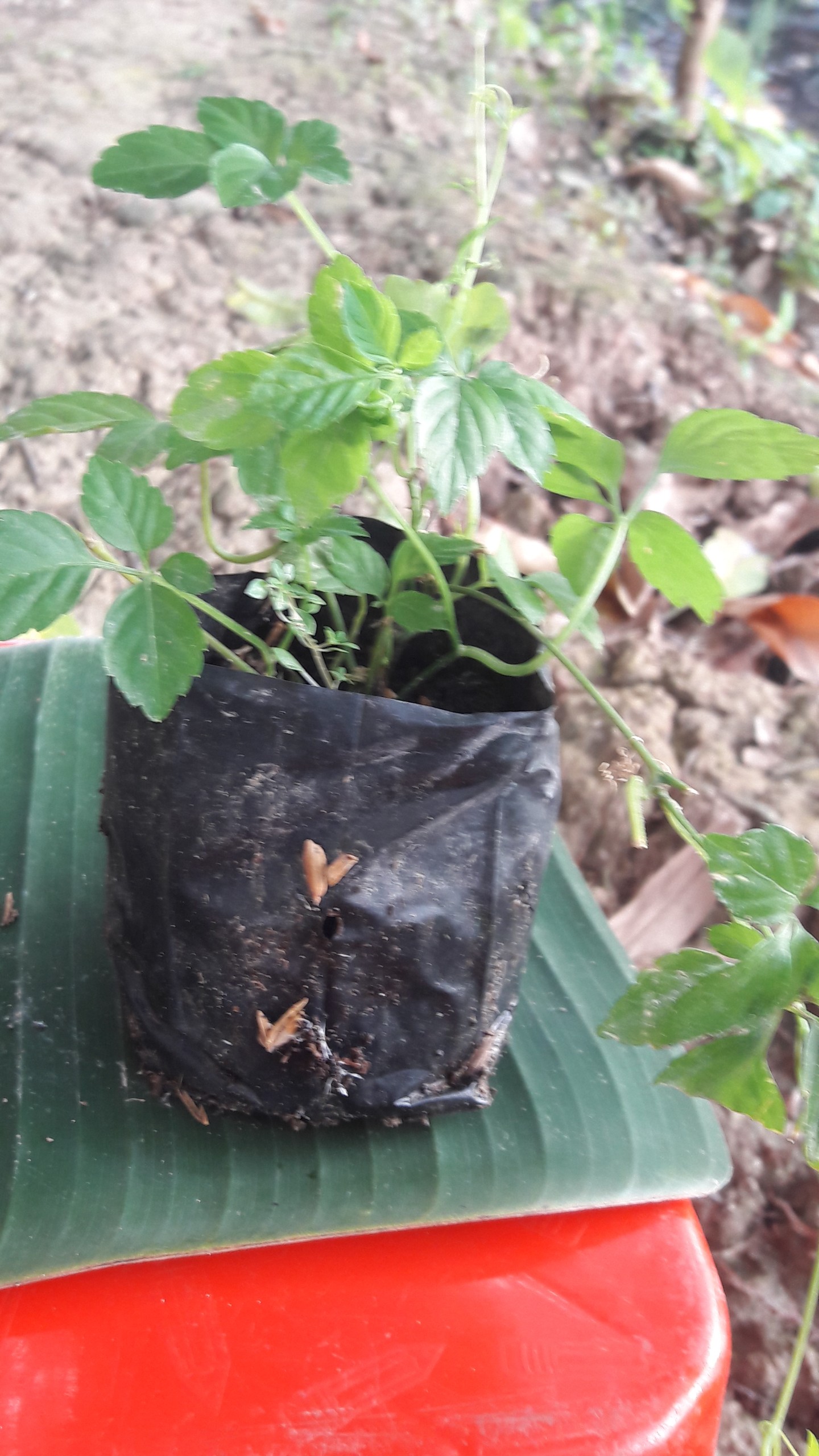 Cây giảo cổ lam loại 5 lá