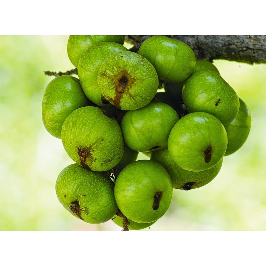 Quả Sung Khô Thái Lát 100g