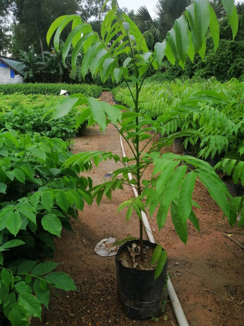 200 hạt sấu giống