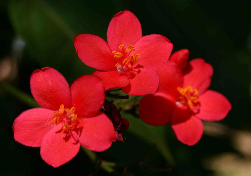 Hồng mai - caygiongtot