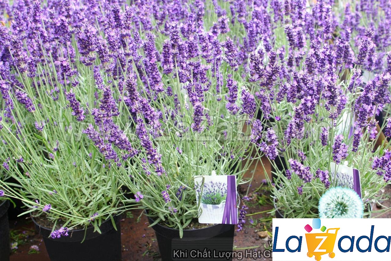 1000.hạt hạt giống hoa oải hương lavender lùn 30cm