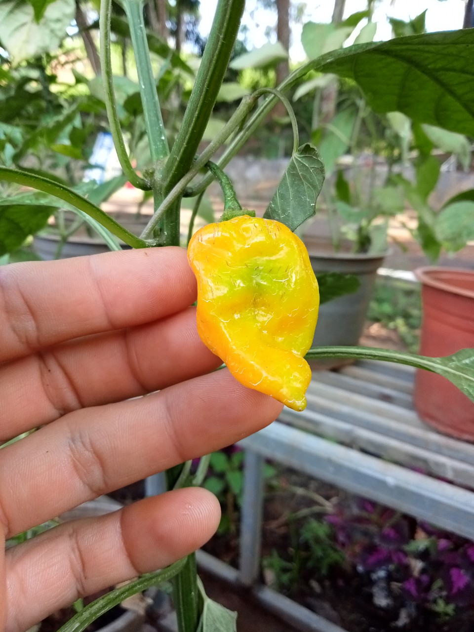 Hạt giống ớt habanero vàng đồng