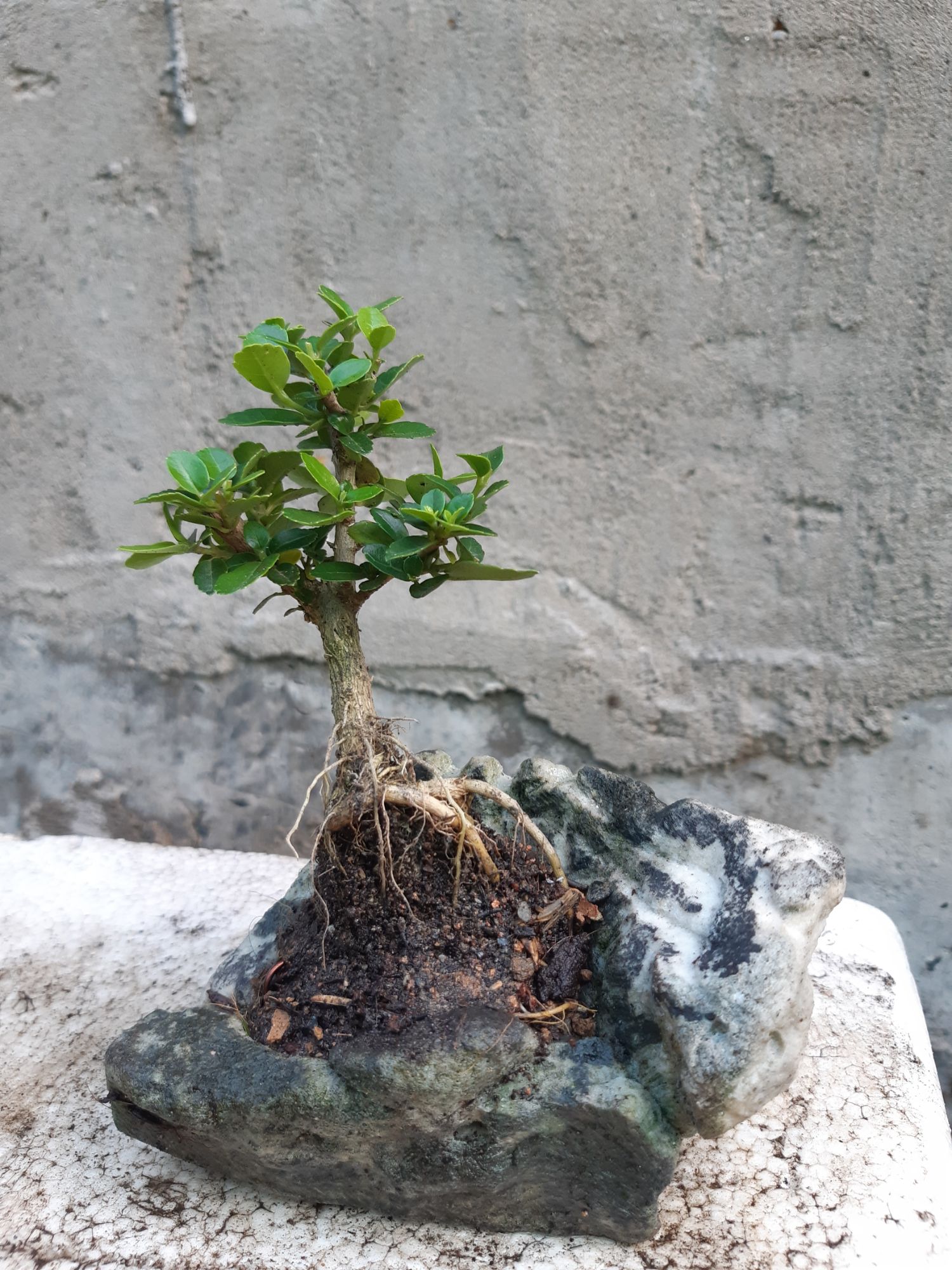 sam hương mini hòn non bộ