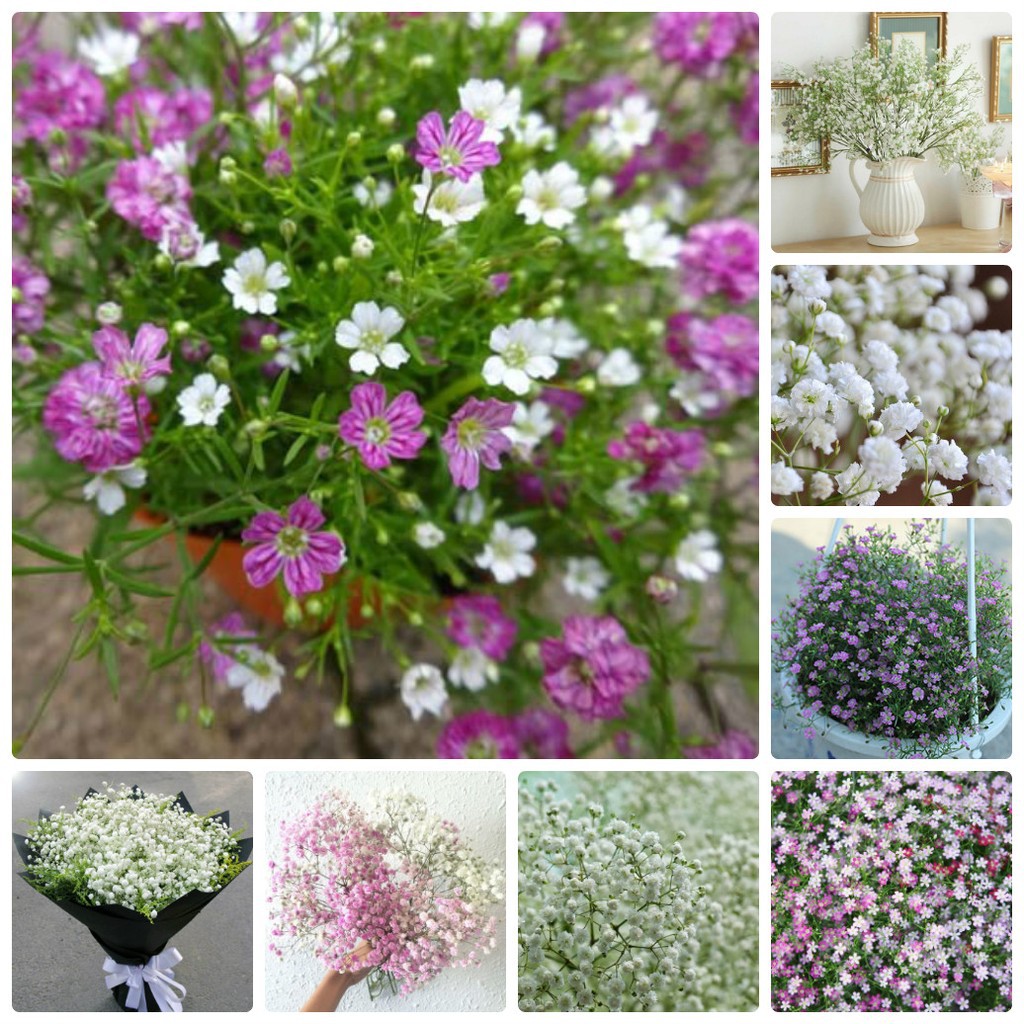 MJ19A HẠT GIỐNG HOA HOA BABY MIX trắng - hổng 20 HẠT