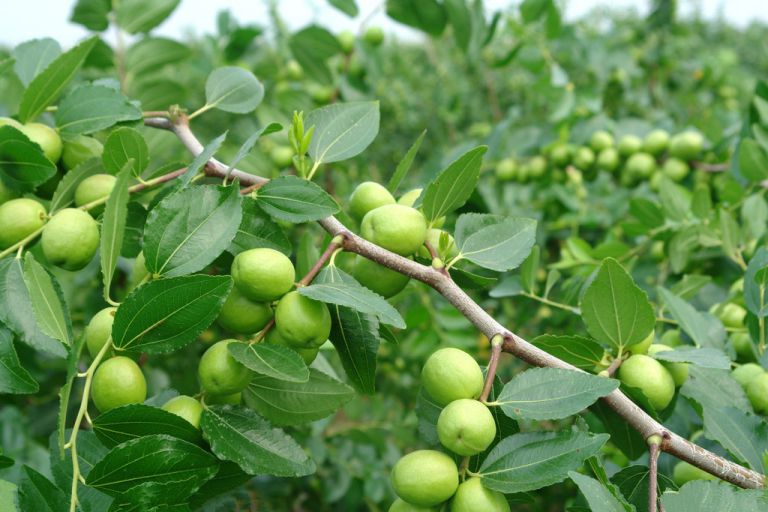 CÂY GIỐNG TÁO ĐẠI