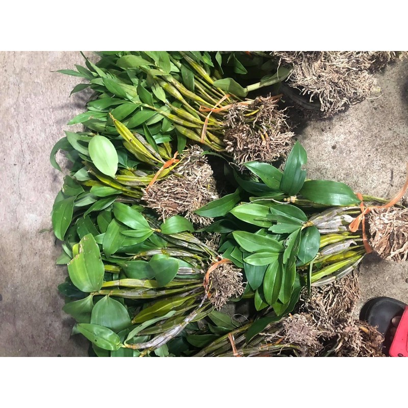 Kiều tròn một khóm hàng hiếm