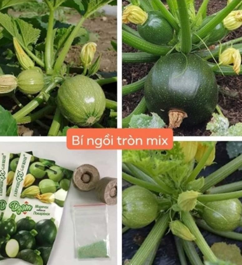 HẠT GIỐNG BÍ NGỒI QUẢ TRÒN