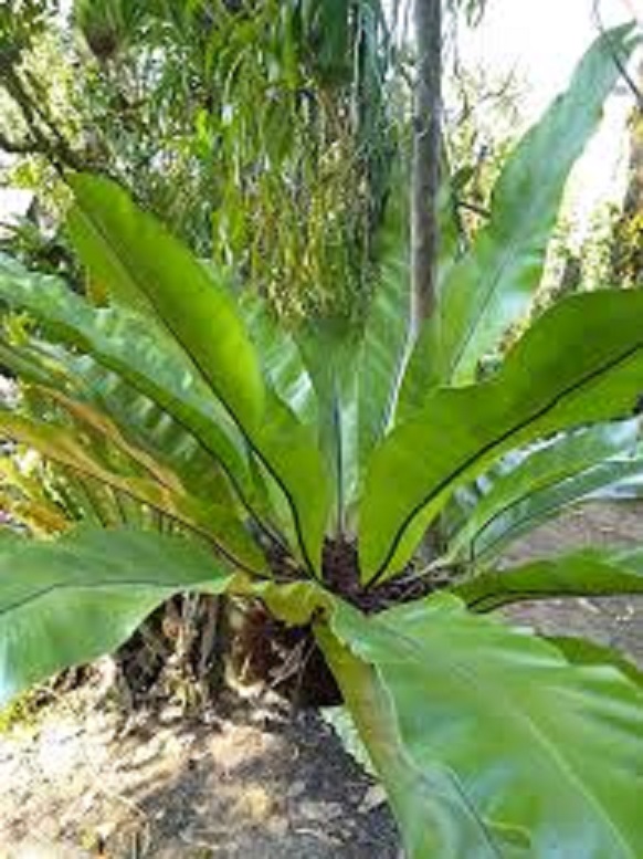 Cây Tổ Quạ trồng sẵn trong chậu điều hoà nhiệt độ giàn lan ghép lan, điều hòa không khí