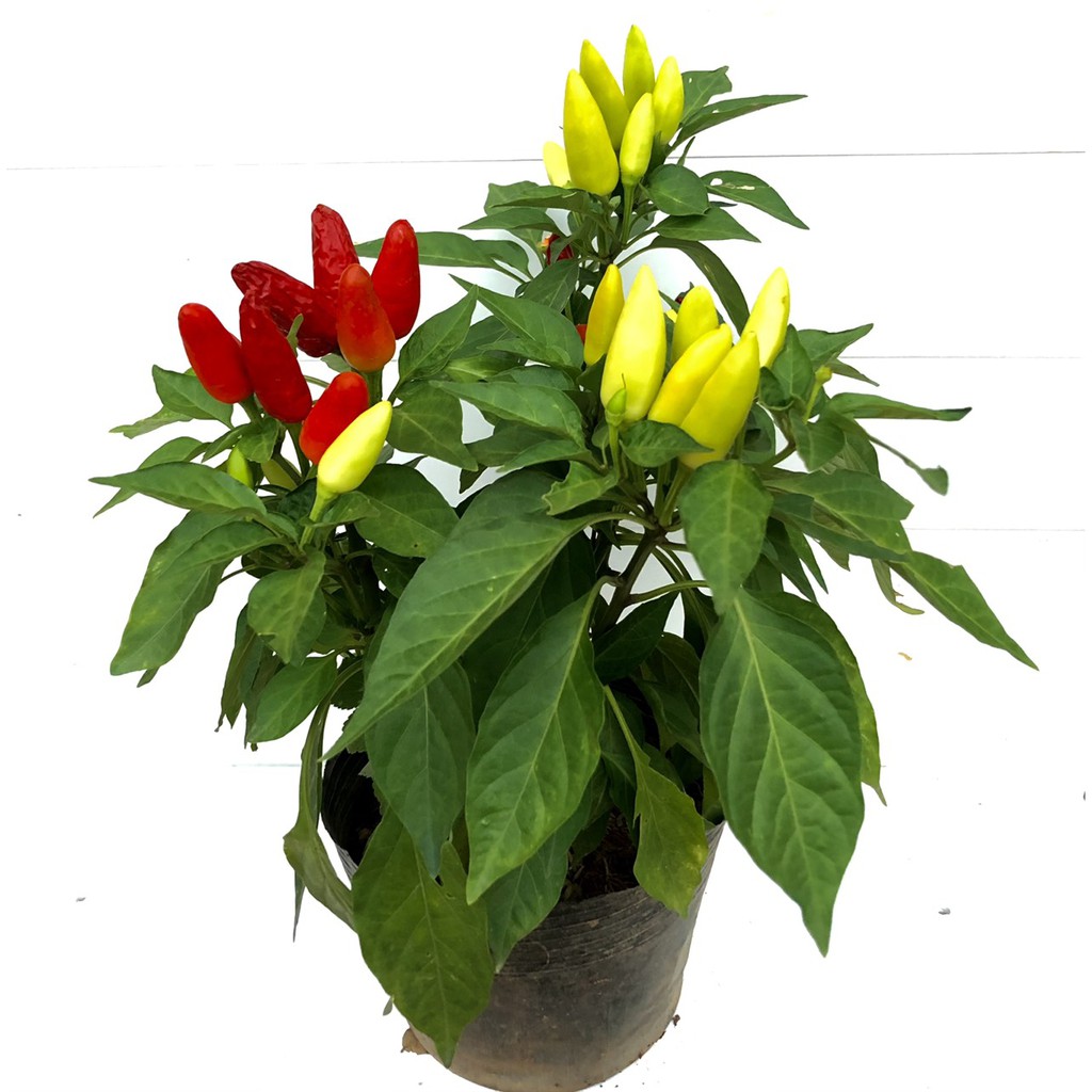 Cây ớt chỉ thiên đang hoa và quả
