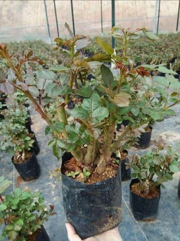 Gốc Hoa Hồng Đà Lạt Tự Chọn Màu