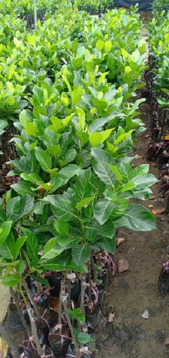 Mít Thái Siêu Sớm - F1+ tặng ( 0,5kg) phân thỏ hữu cơ