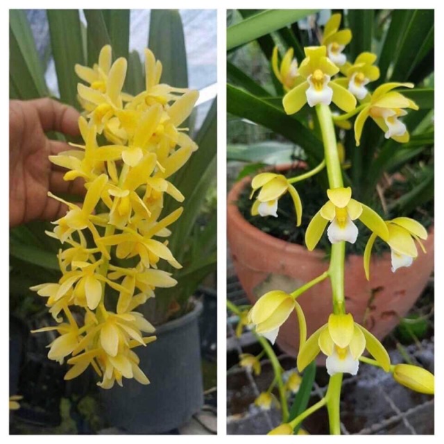 Hoa phong lan, 2 thân hoa phong lan kiếm hoàng long