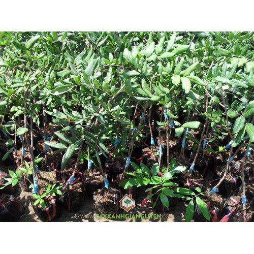 NHÃN XUỒNG CƠM VÀNG LOẠI 1